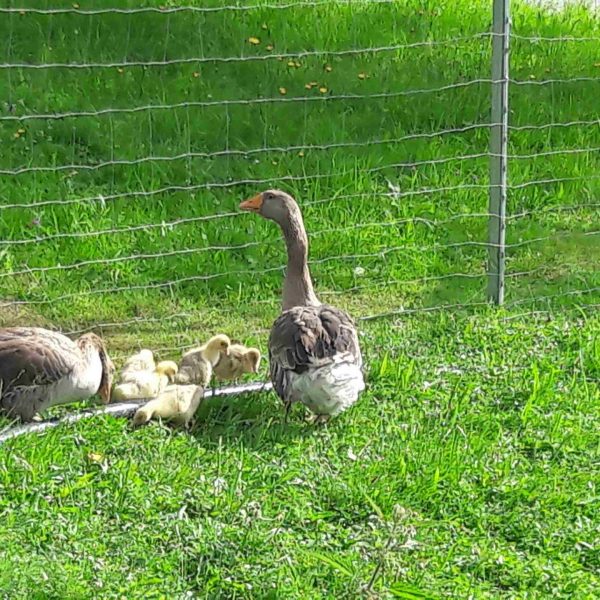 20160630_081147-compressed