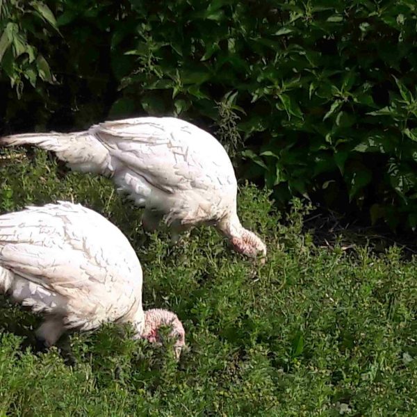 20160630_081151-compressed