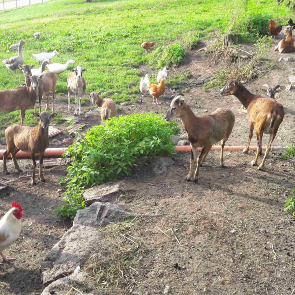 20160904_081439-compressed