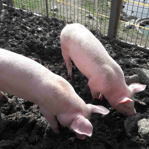 20170501_092742-compressed