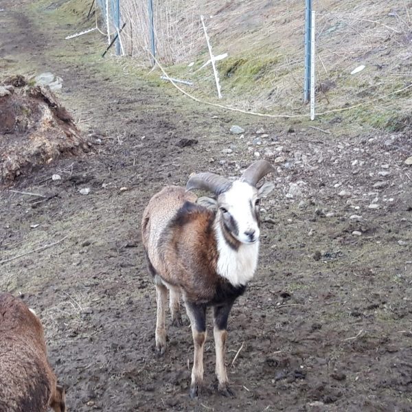 20190306_171920-compressed