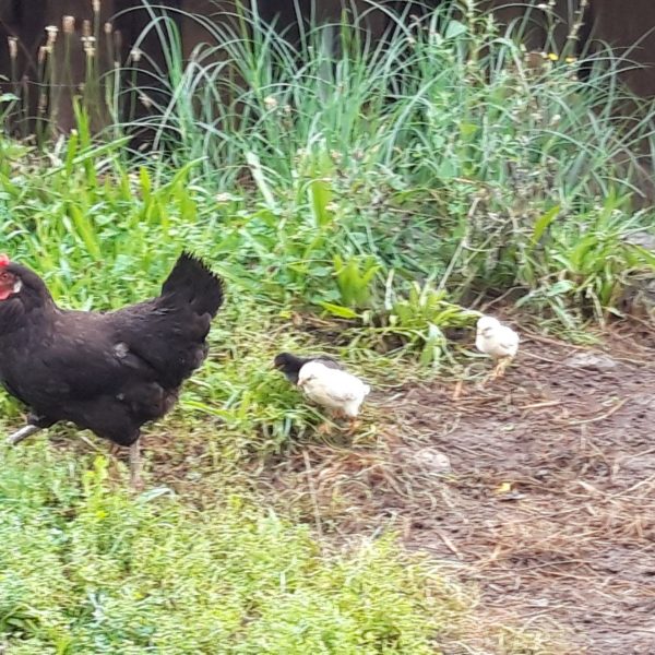 20190819_083519-compressed