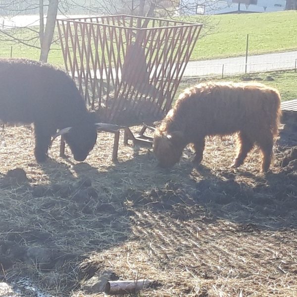 20200405_083109-compressed