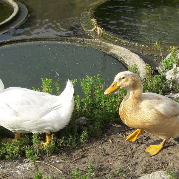 andacht34-compressed