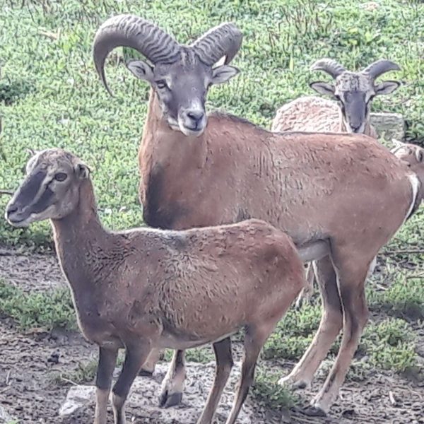 andacht38-compressed